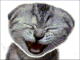 laughing cat animation